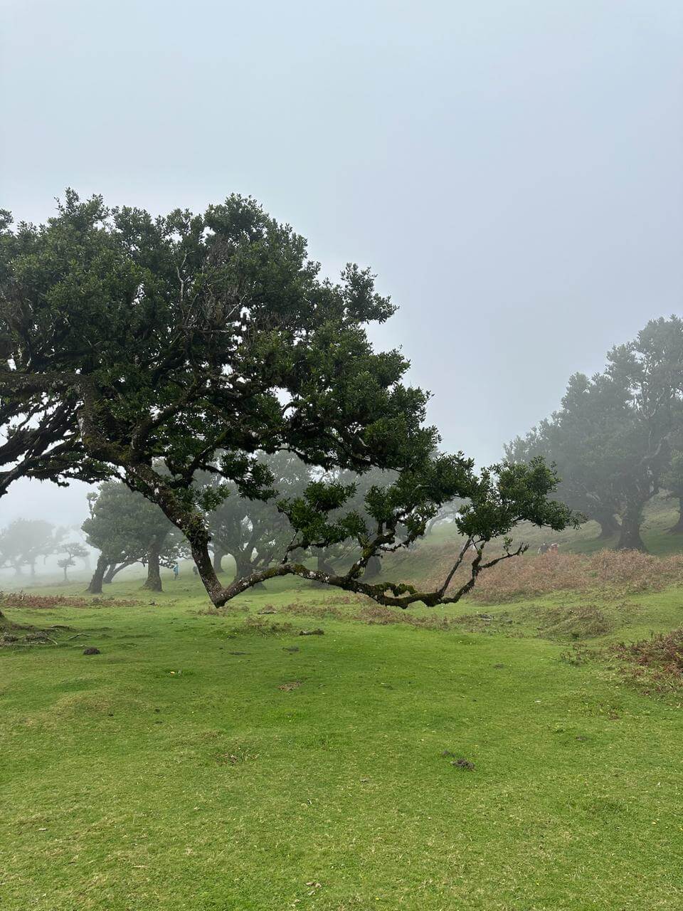 a tree in the misty mountains