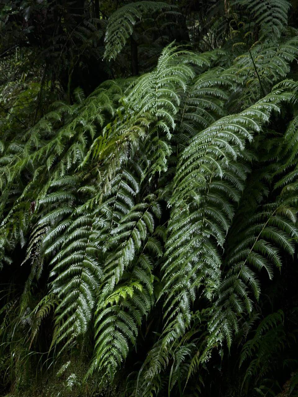 beautiful fern spotted during a hike