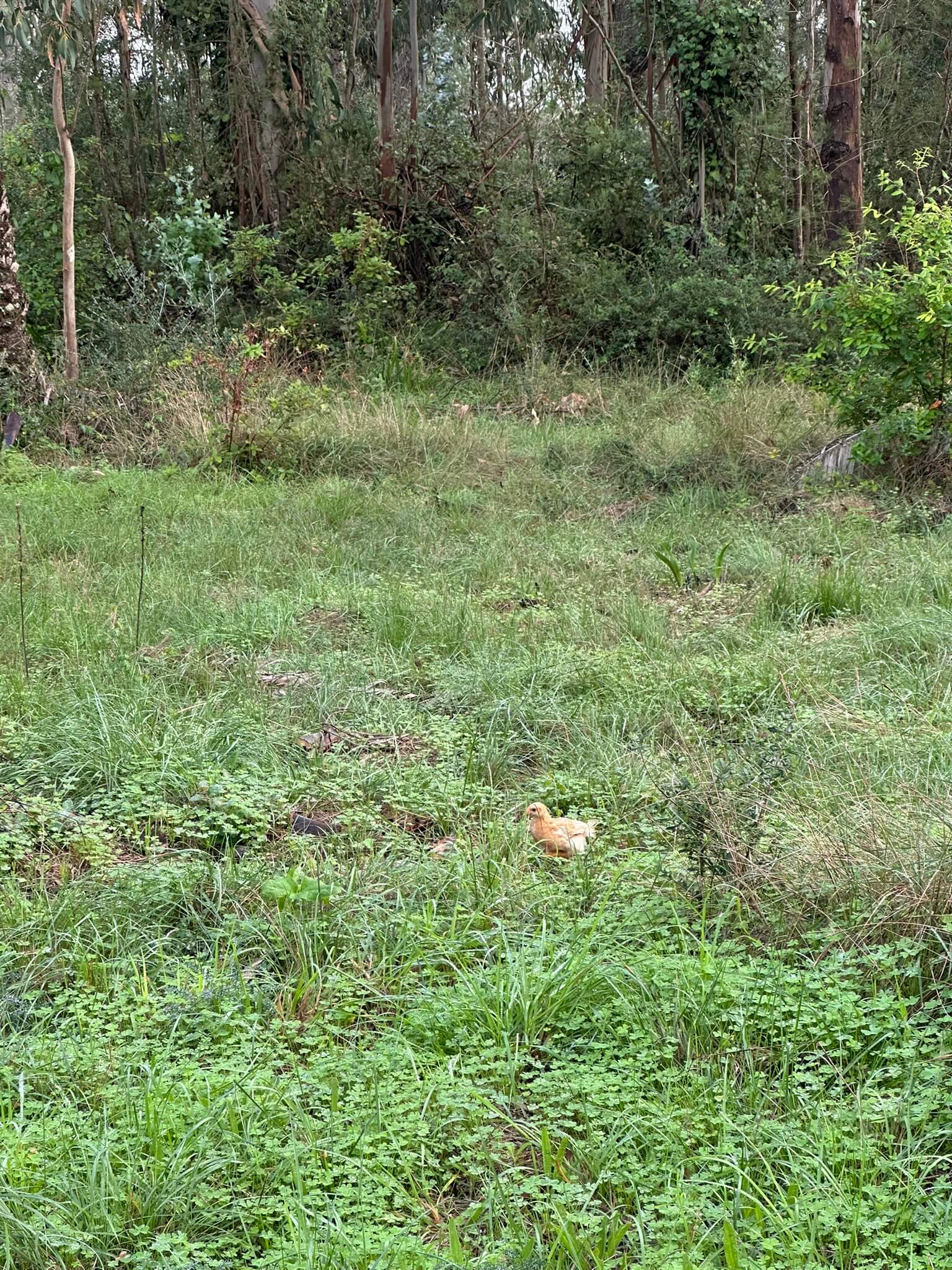 Mo in the forest, the first encounter