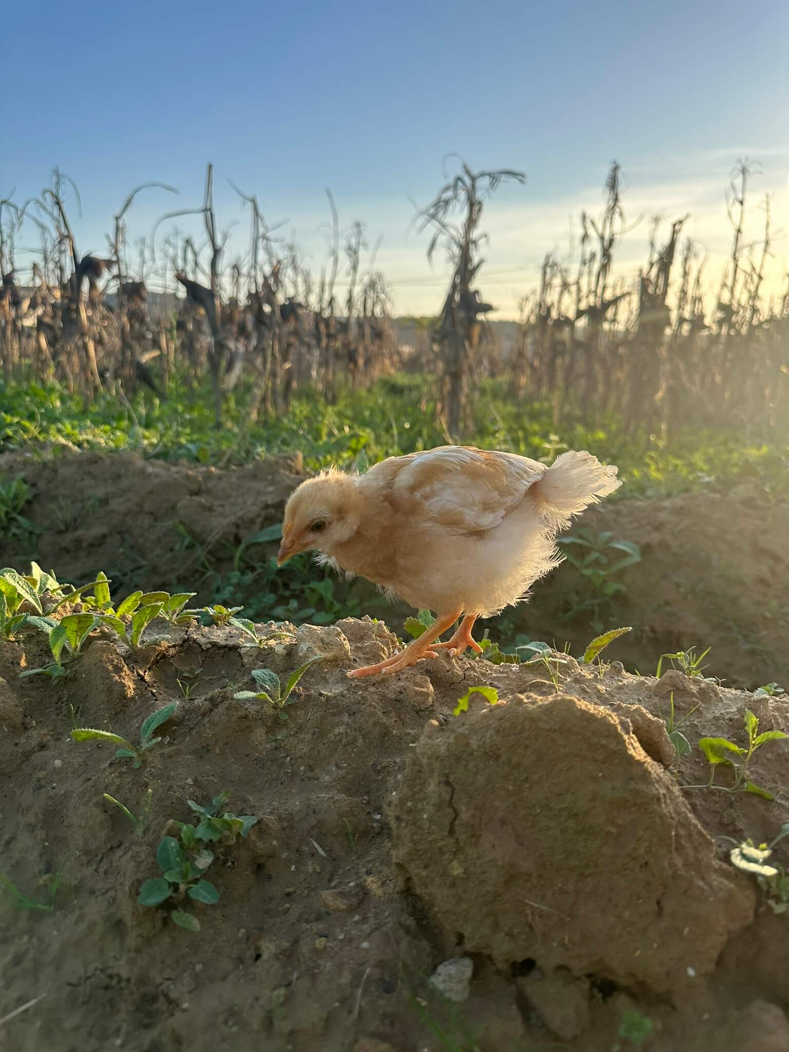 Exploring outside, she caught a worm!