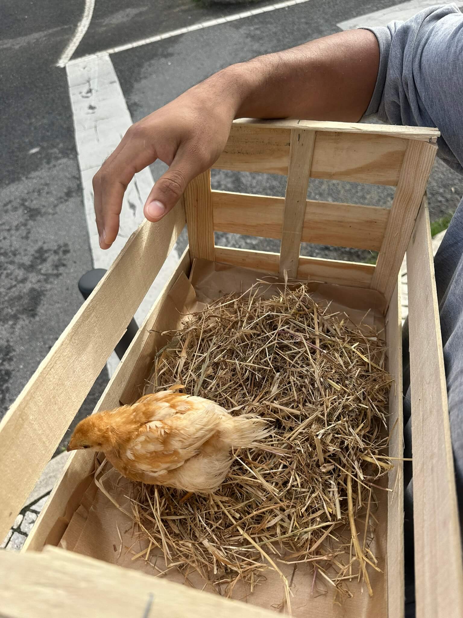 Mo in her box for the first time